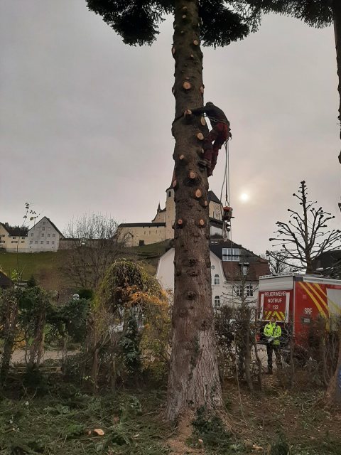 Adventkranzbinden Baumfällen 2023 – Bild 2