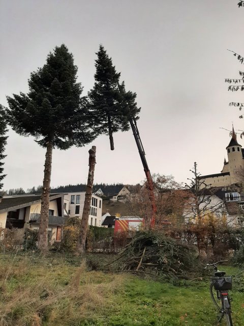 Adventkranzbinden Baumfällen 2023 – Bild 5