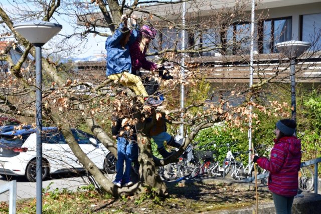Palmen binden und Ratschen bauen – Bild 10